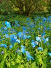 Foto: GPP. - Der blaue Scheinmohn, Meconopsis, faszinierte im Juni in vielen schottischen Gärten. 