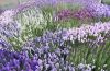 Foto: Helix. - Lavendel gibt es nicht mehr nur in den  klassisch violetten Farbtönen. Das Spektrum der mediterranen Pflanze erstreckt sich heute von Weiß bis Rosa, von Himmelblau über Dunkelblau bis Lila.