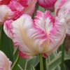 Foto: fluwel.de. - In einem romantischen Garten kann der Schwerpunkt auf eine Farbfamilie gelegt oder auch gemischt werden. Wichtig ist nur, dass die Töne eher zart und süß wirken, als knallig und intensiv. Die 'Silver Parrot' besticht beispielsweise mit einer Kombination von Pastellgelb, Weiß, Rosa und Pink.